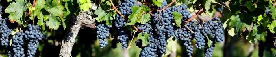 Bordeaux Wine Region